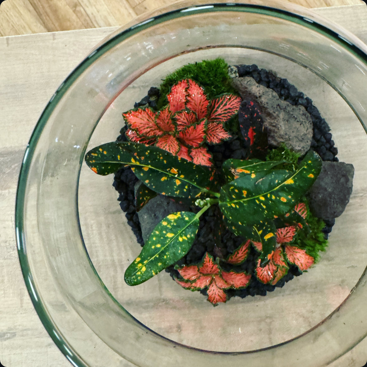 Flaschengarten DIY Set No17 Codiaeum 'Bush on Fire' x Fittonia 'Mosaic Tiger'