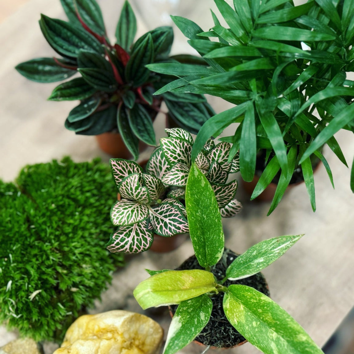 Flaschengarten DIY Set No18 Philodendron 'Ring of Fire' x Chamaedorea elegans x Peperomia caperata x Fittonia 'Mosaic Mistral'