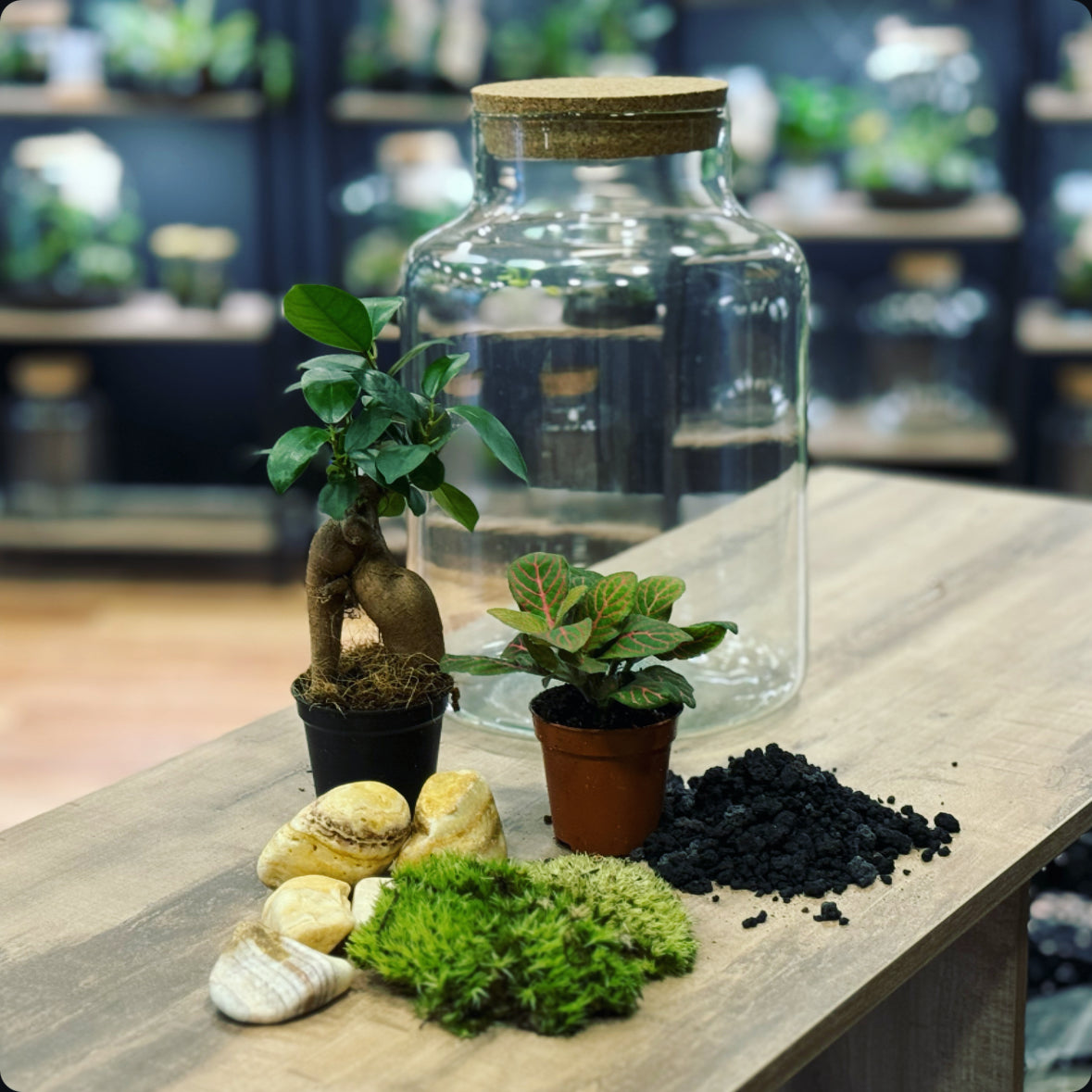 Flaschengarten DIY Set No20 Ficus microcarpa 'Ginseng' x Fittonia 'Jol ...