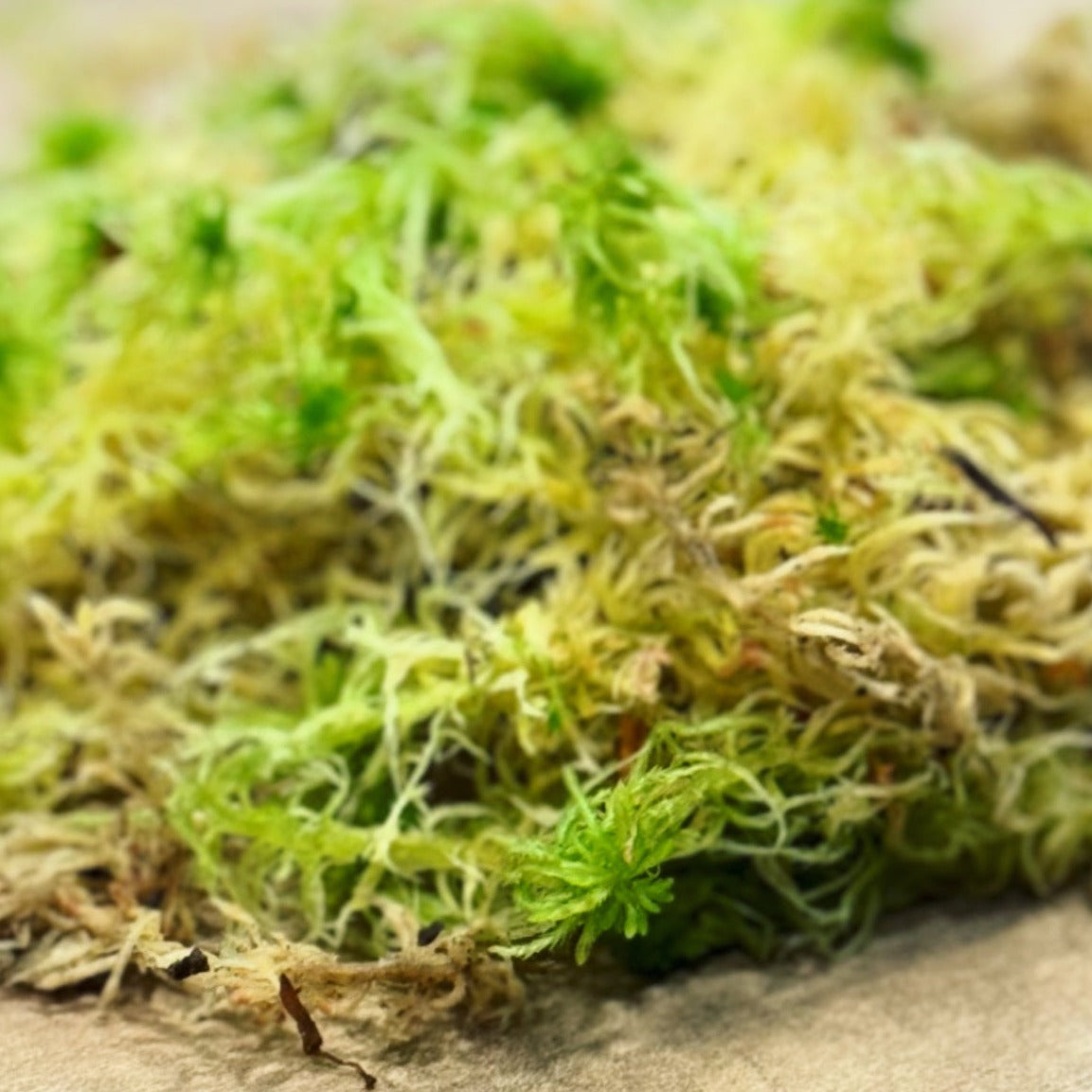 Sphagnum Moos | Torfmoos | Wassermoos