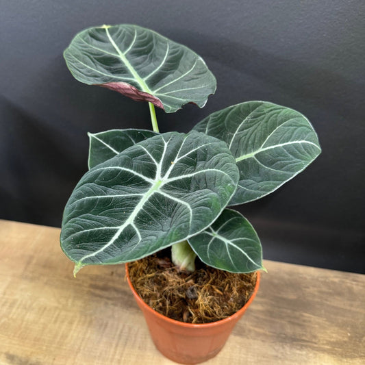 Alocasia reginula 'Black Velvet' | Juwel Alokasie | Pfeilblatt | Tropenwurz