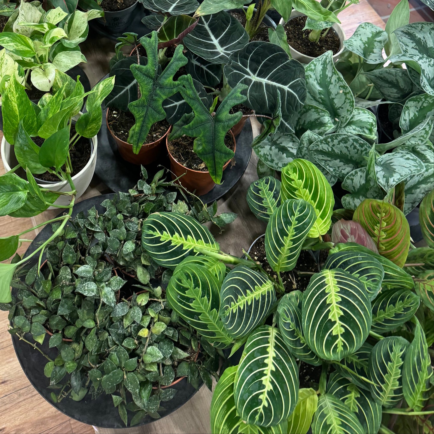 Mystery Plant