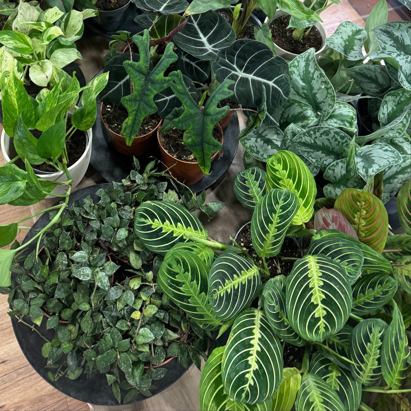 🎁 Mystery Plant (100% off)