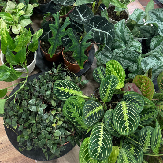🎁 Mystery Plant (100% off)