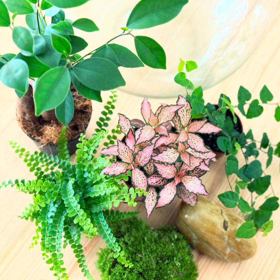 Flaschengarten DIY Set No27 Ficus microcarpa 'Ginseng' x Nephrolepis cordifolia x Ficus pumila x Fittonia 'Pink Forst Flame'