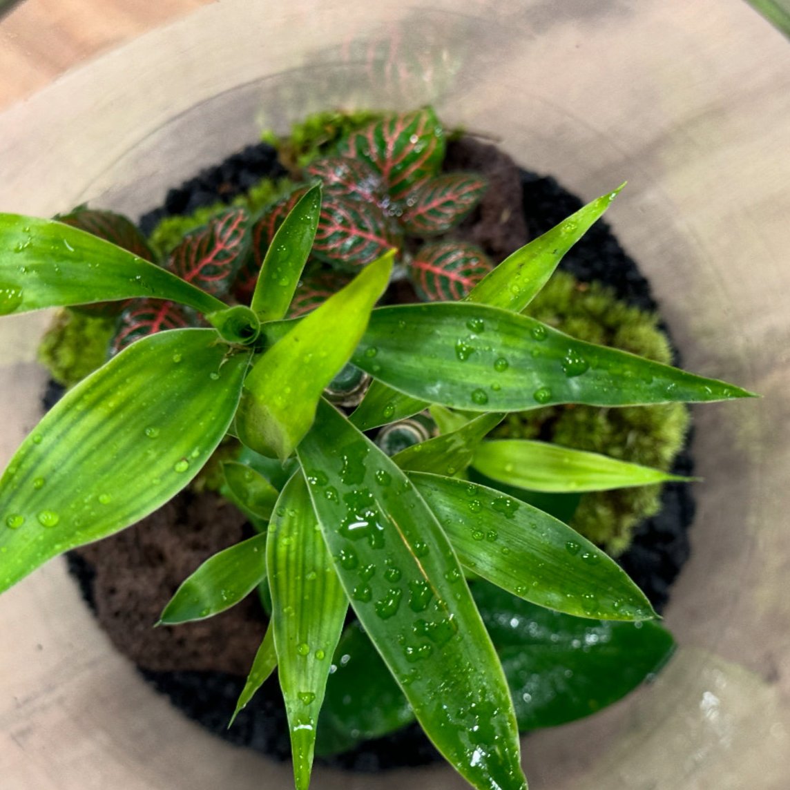 Flaschengarten DIY Set No29 - Dracena braunii x Hemionitis arifolia x Fittonia ‚Mini Red Star‘