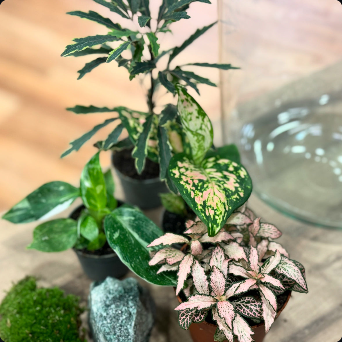 Flaschengarten DIY Set No32 - Philodendron 'White Wizard' x Plerandra elegantissima 'Bianca' x  Aglaonema 'Red Valentine' x Fittonia 'Zalm Forest Flame'