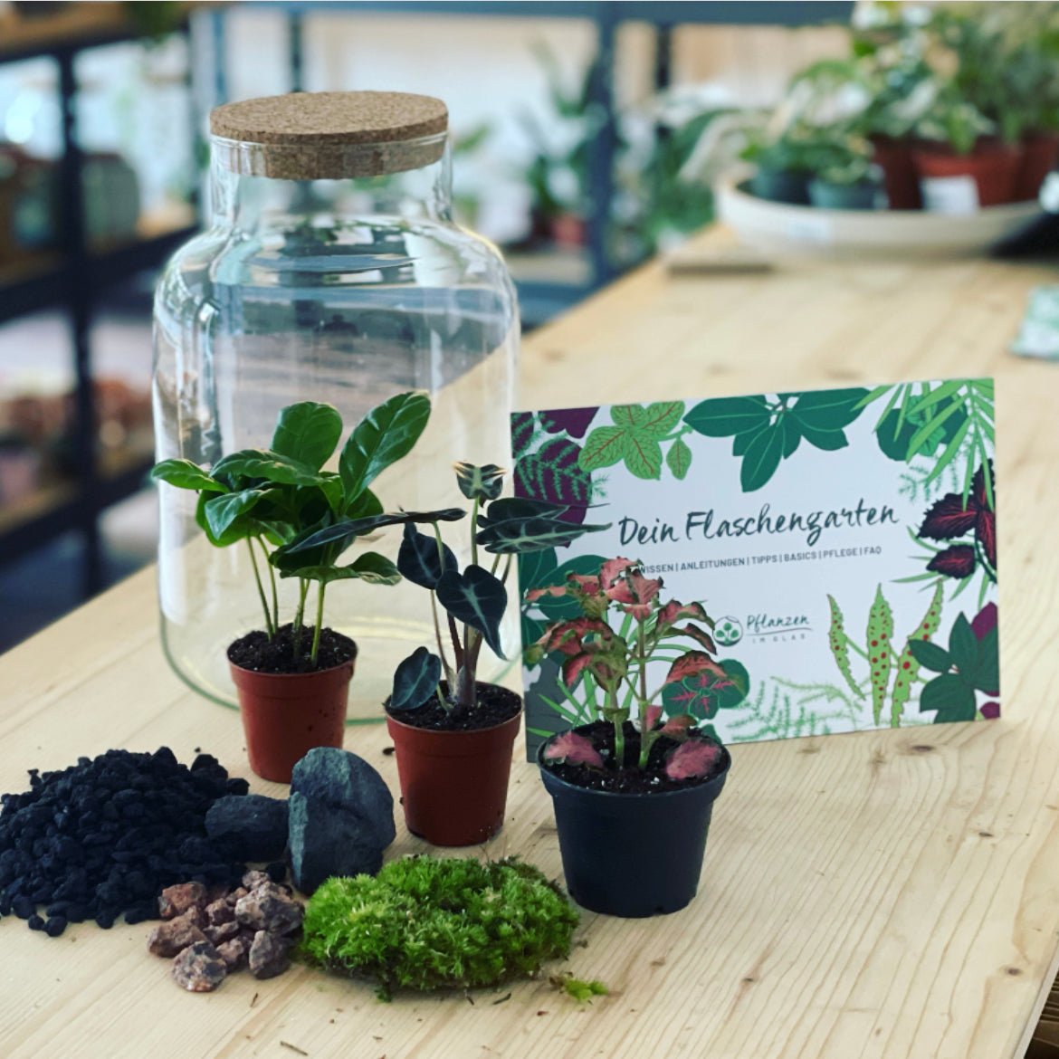 Flaschengarten ‚Basic - Alocasia‘ DIY-Set – pflanzen-im-glas.de
