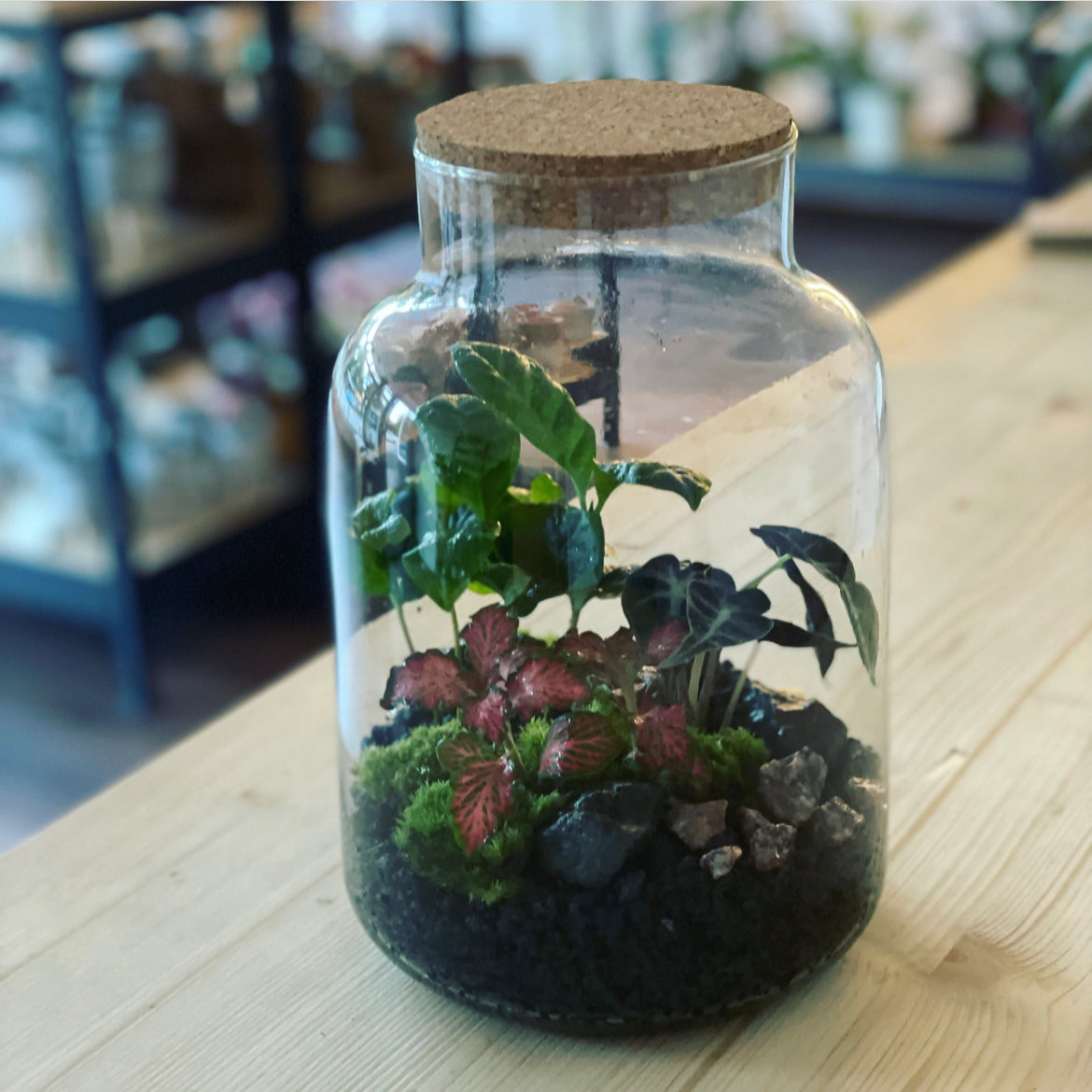 Flaschengarten ‚Basic - Alocasia‘ DIY-Set – pflanzen-im-glas.de