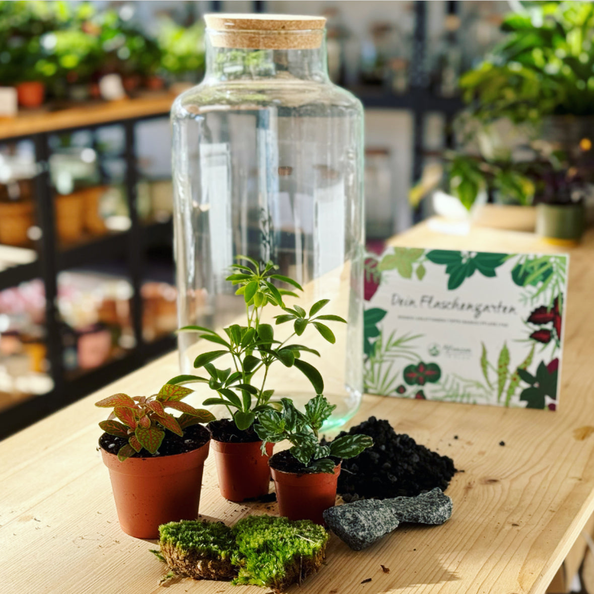 Flaschengarten ‚Bäumchen - Schefflera' DIY-Set – pflanzen-im-glas.de
