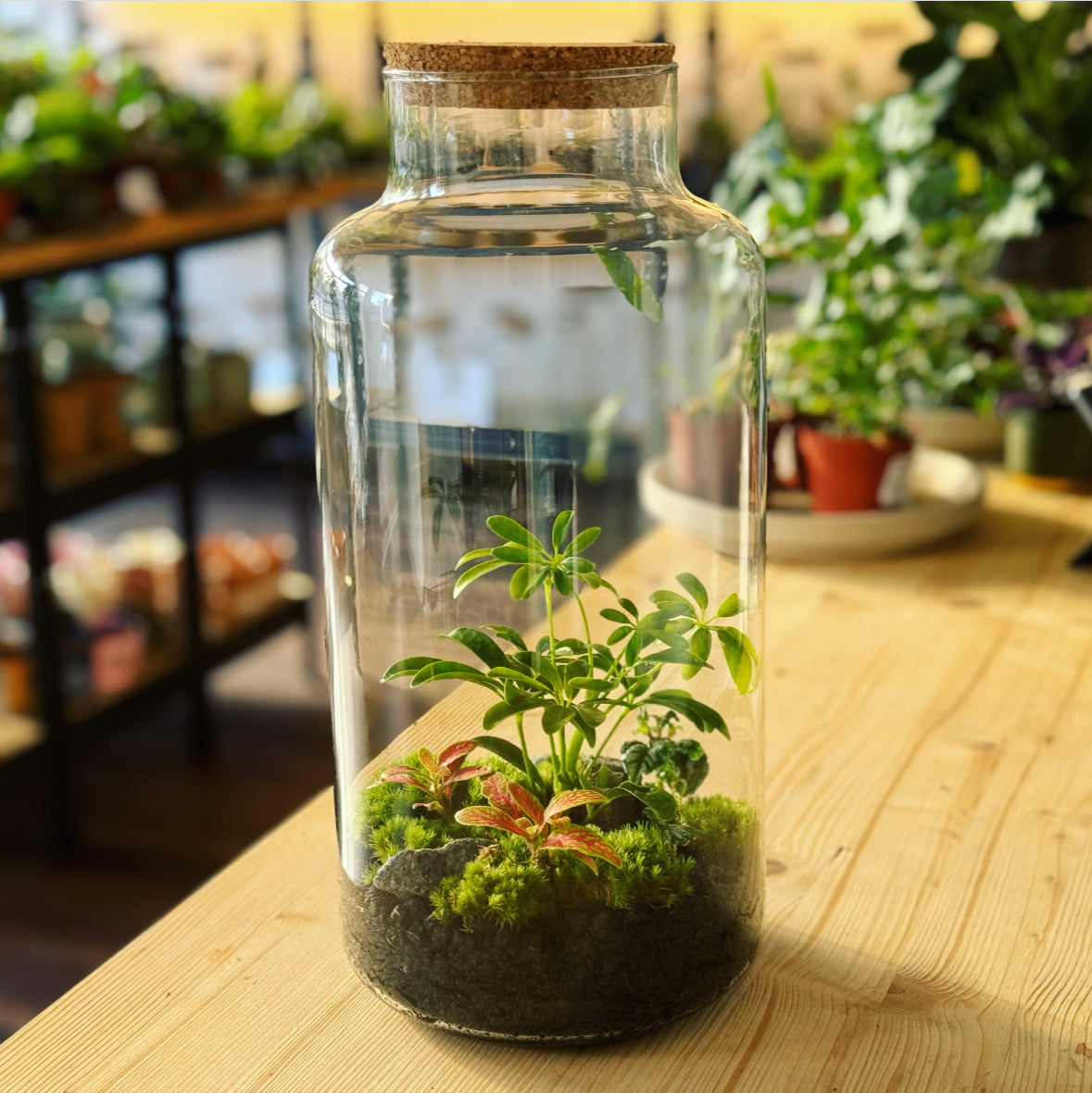 Flaschengarten ‚Bäumchen - Schefflera' DIY-Set – pflanzen-im-glas.de