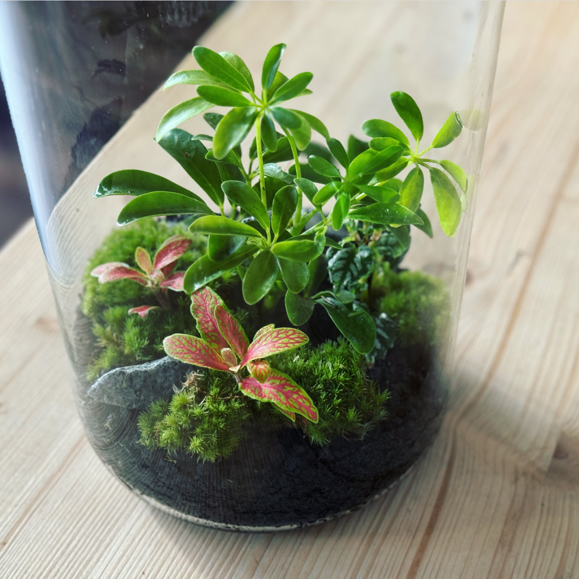 Flaschengarten ‚Bäumchen - Schefflera' DIY-Set – pflanzen-im-glas.de