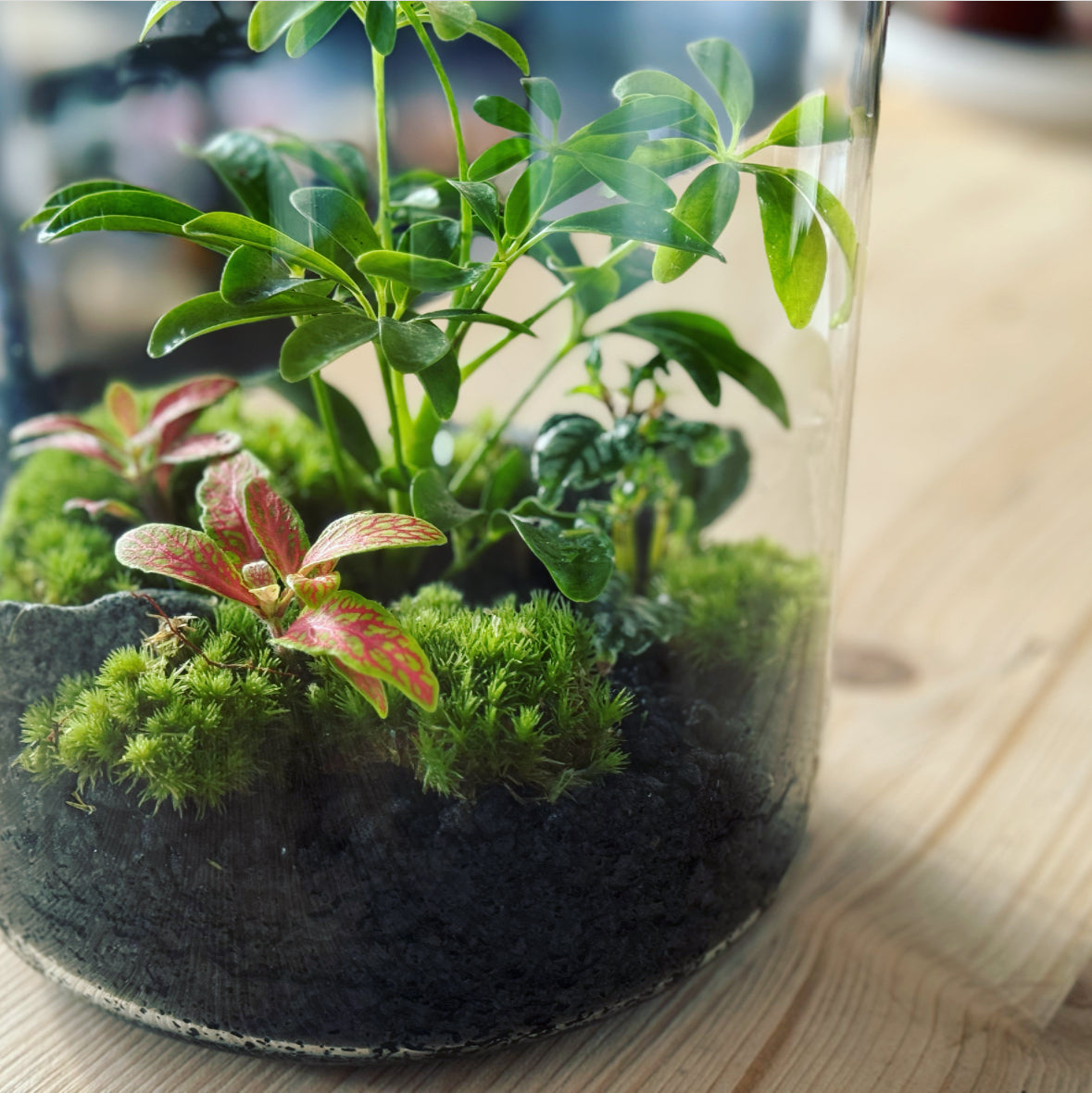 Flaschengarten ‚Bäumchen - Schefflera' DIY-Set – pflanzen-im-glas.de