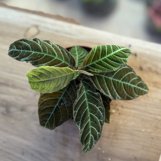 Labisia gigantifolia | Ardisia gigantifolia | Riesen-Labisia | Großblättrige Ardisie