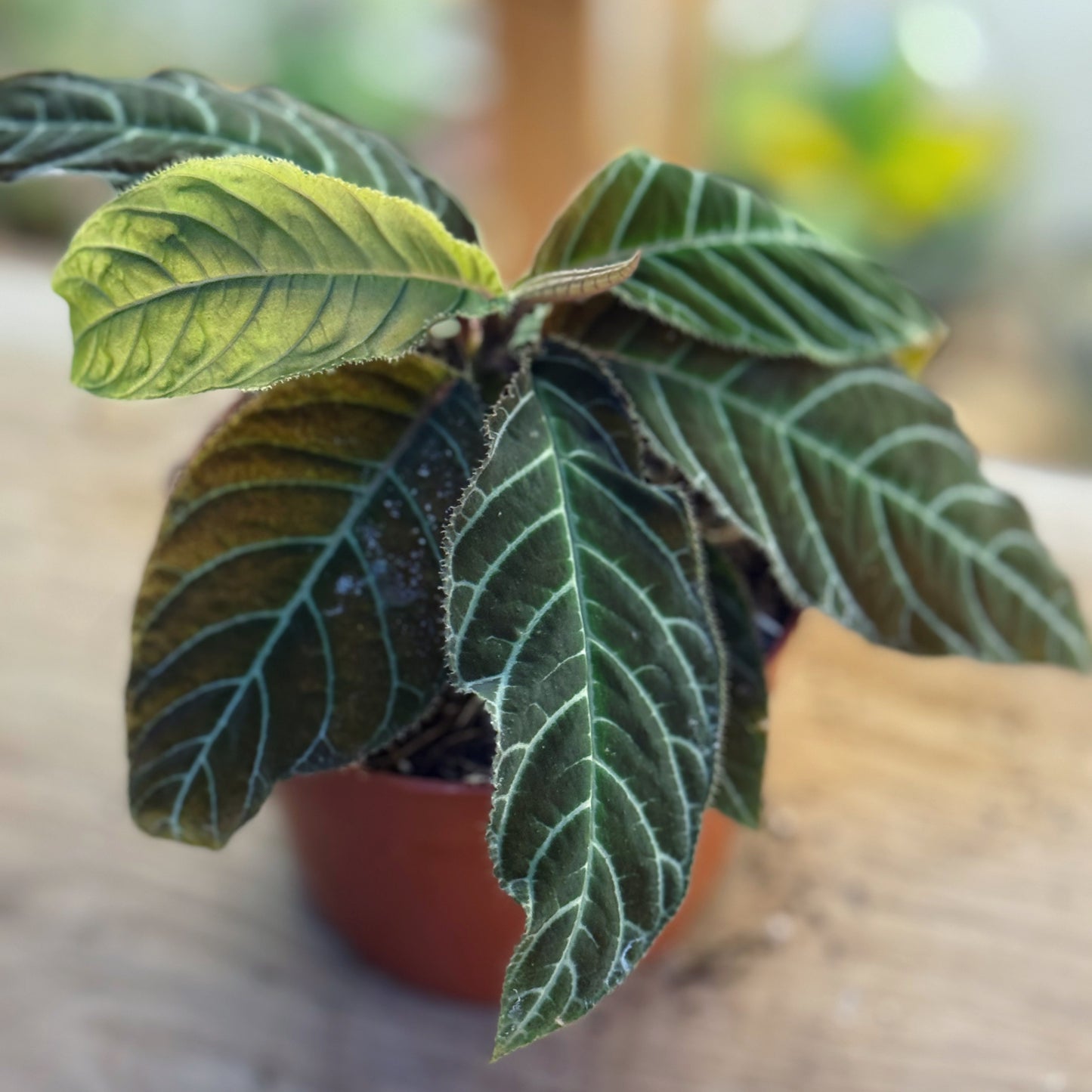 Labisia gigantifolia | Ardisia gigantifolia | Riesen-Labisia | Großblättrige Ardisie