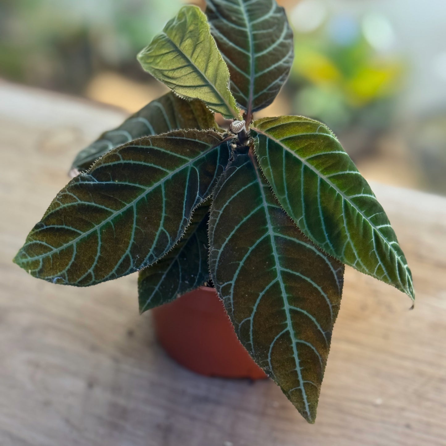 Labisia gigantifolia | Ardisia gigantifolia | Riesen-Labisia | Großblättrige Ardisie