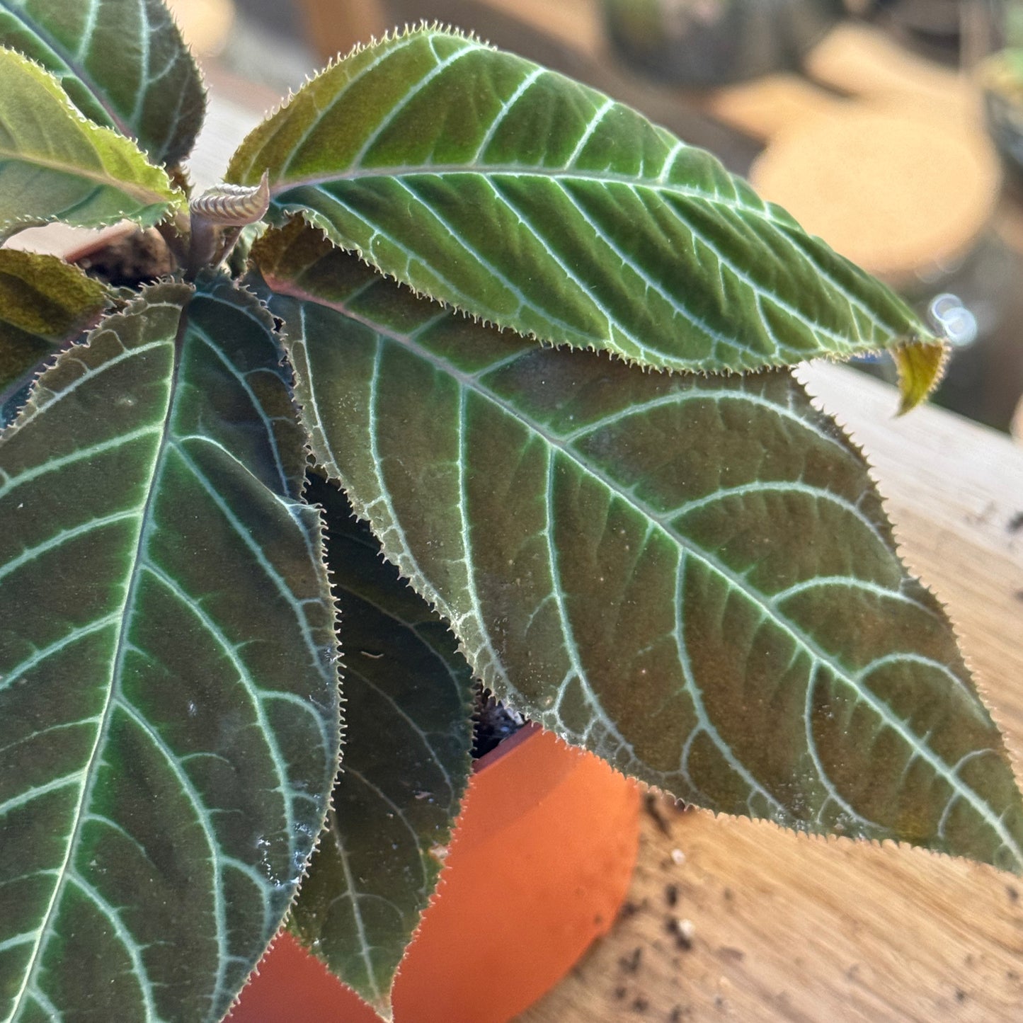 Labisia gigantifolia | Ardisia gigantifolia | Riesen-Labisia | Großblättrige Ardisie