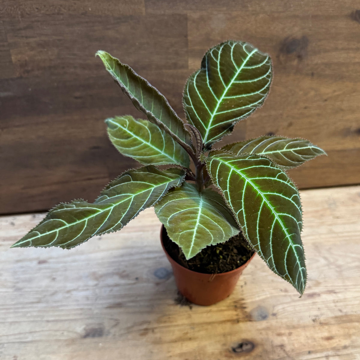 Labisia gigantifolia | Ardisia gigantifolia | Riesen-Labisia | Großblättrige Ardisie