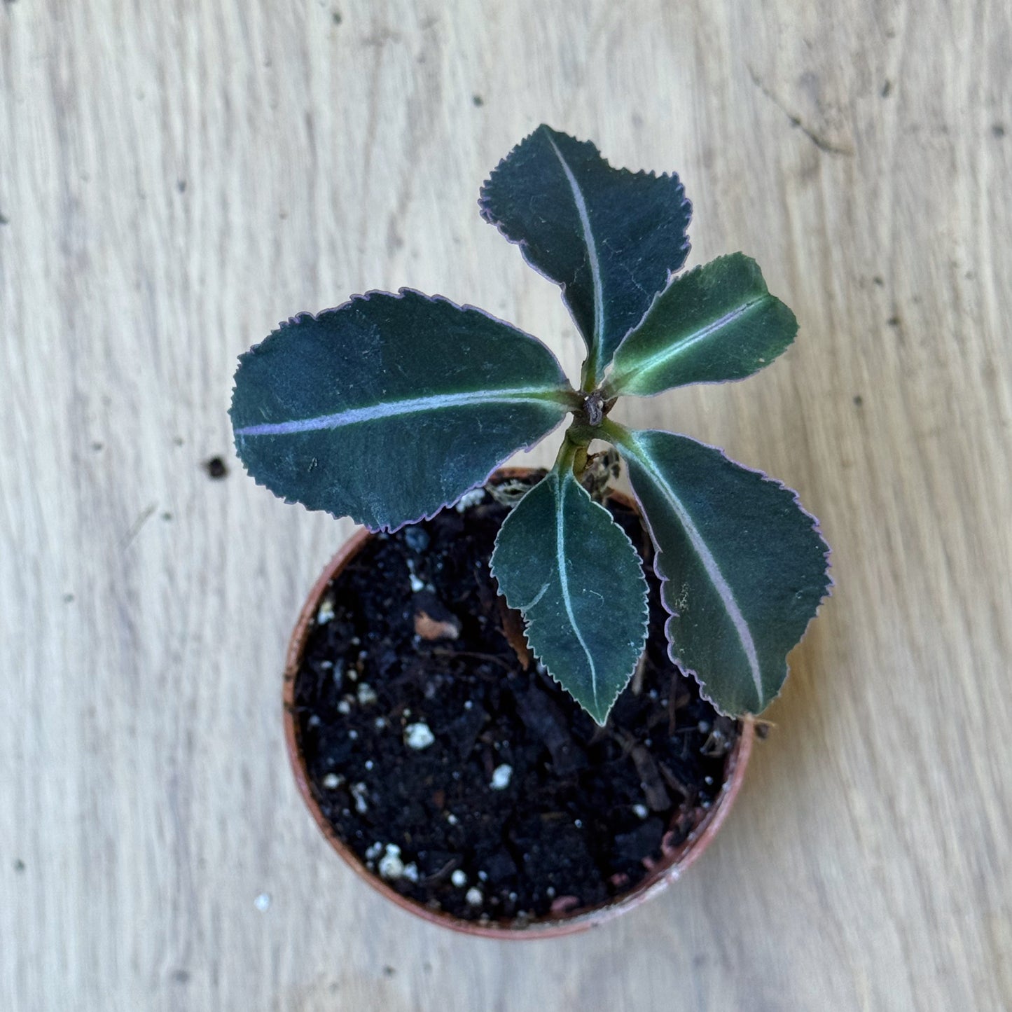 Labisia pumila | Malaiische Schmuckblattpflanze