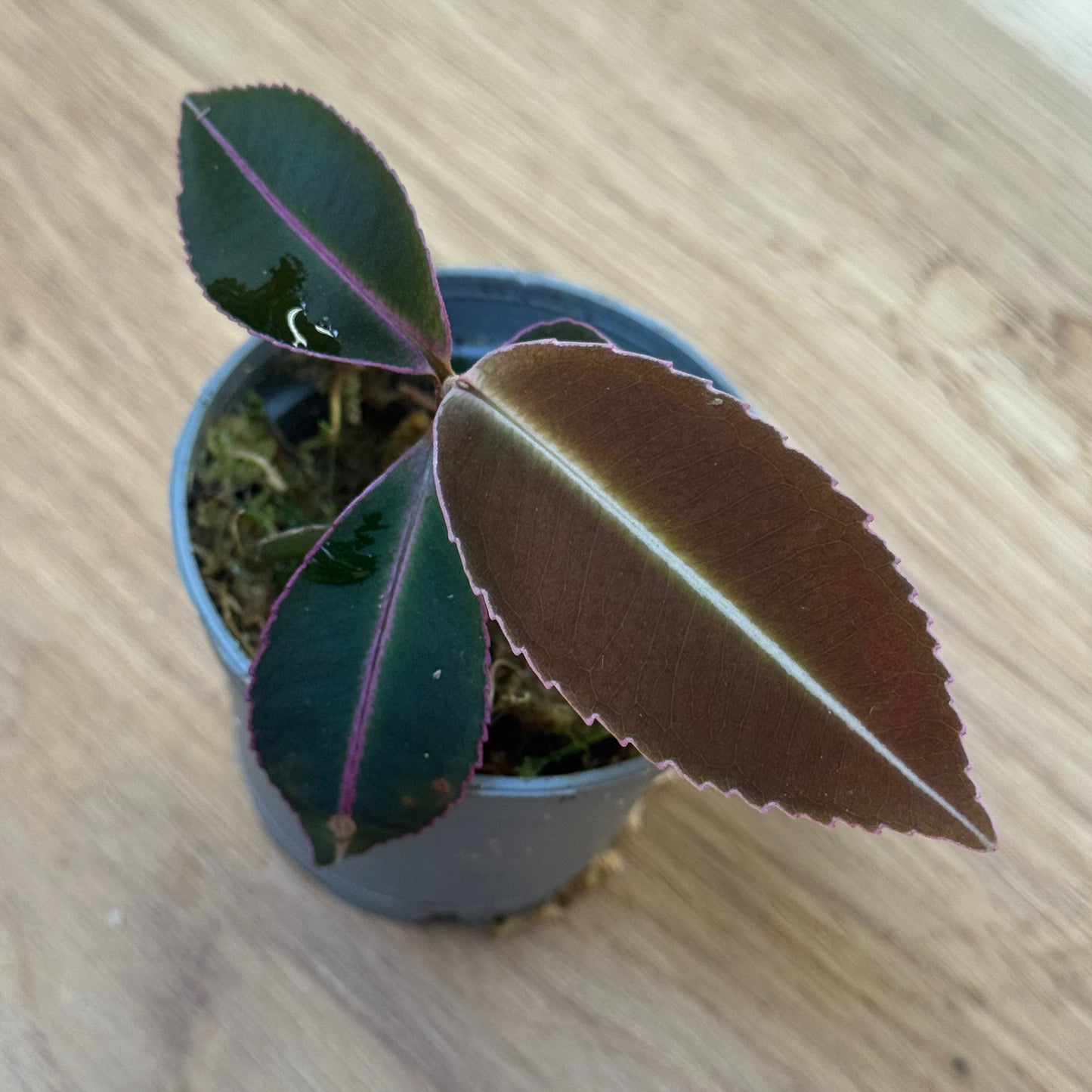 Labisia pumila Steckling | Malaiische Schmuckblattpflanze