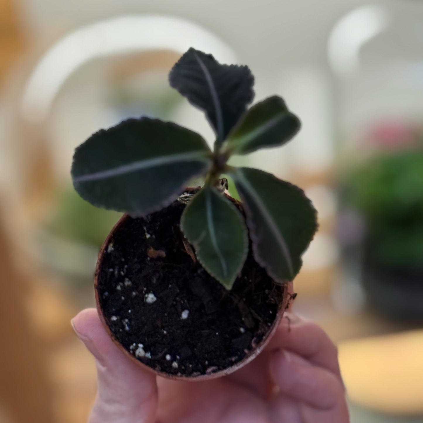 Labisia pumila | Malaiische Schmuckblattpflanze