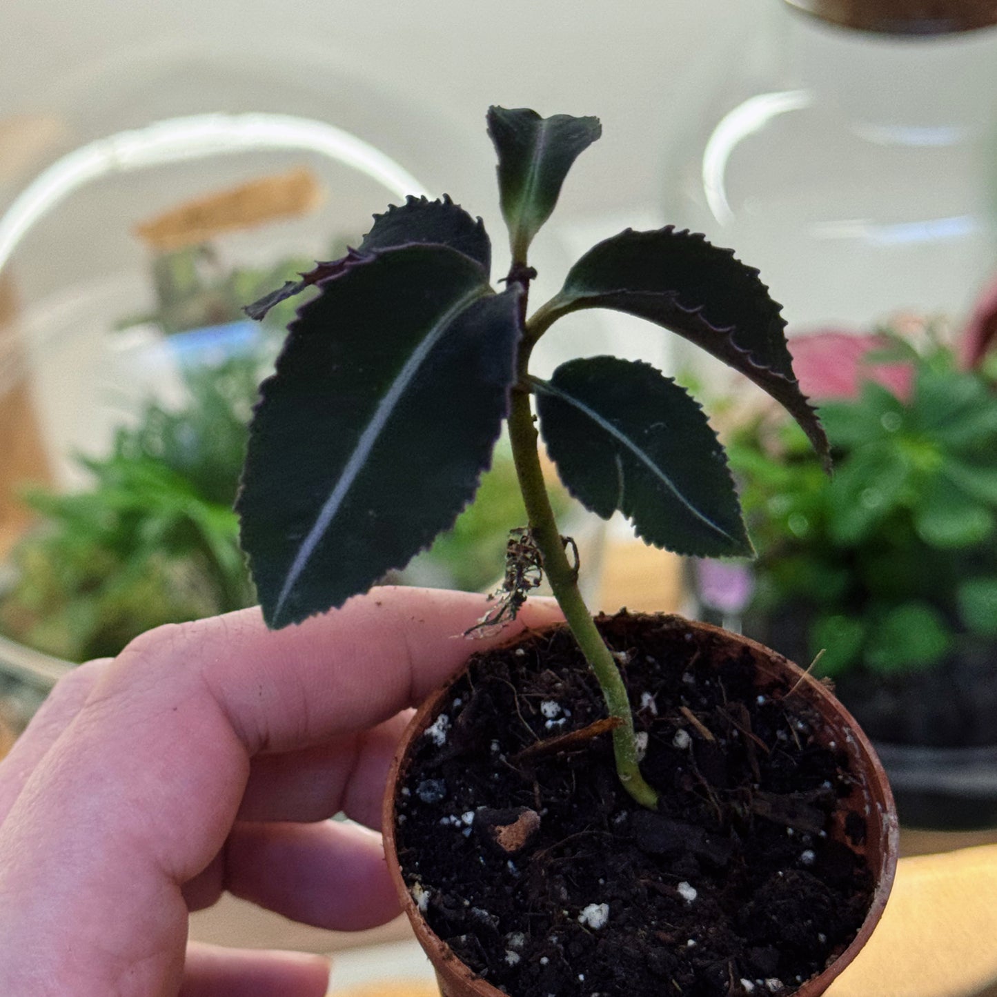 Labisia pumila | Malaiische Schmuckblattpflanze