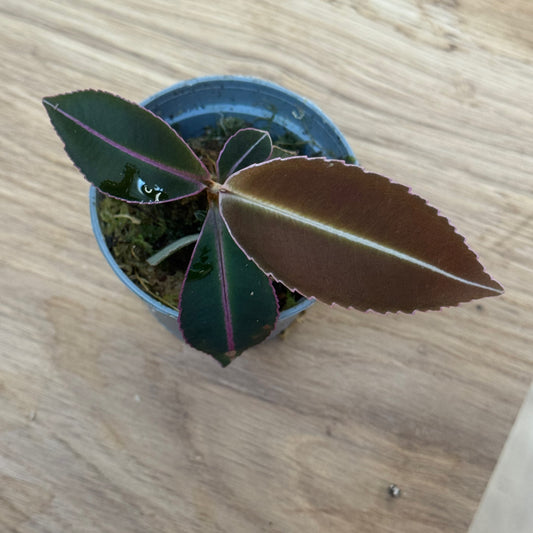 Labisia pumila Steckling | Malaiische Schmuckblattpflanze