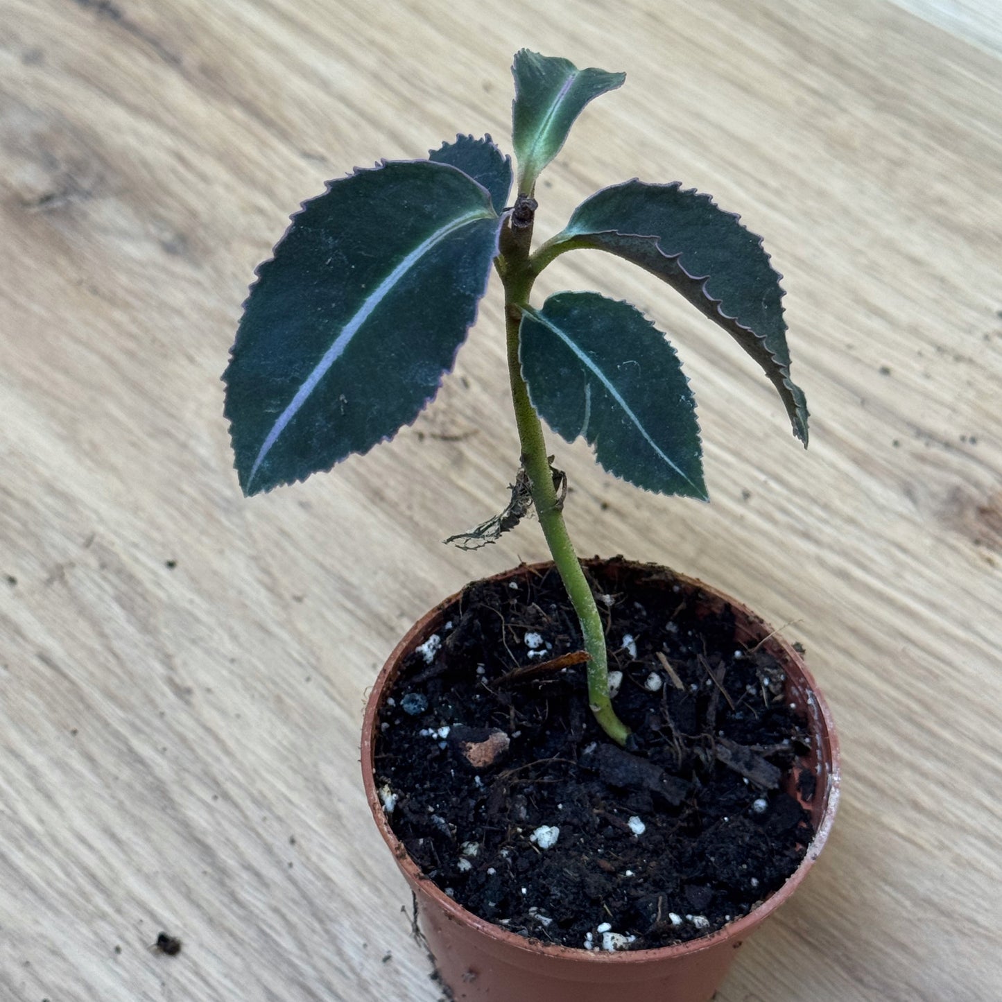 Labisia pumila | Malaiische Schmuckblattpflanze