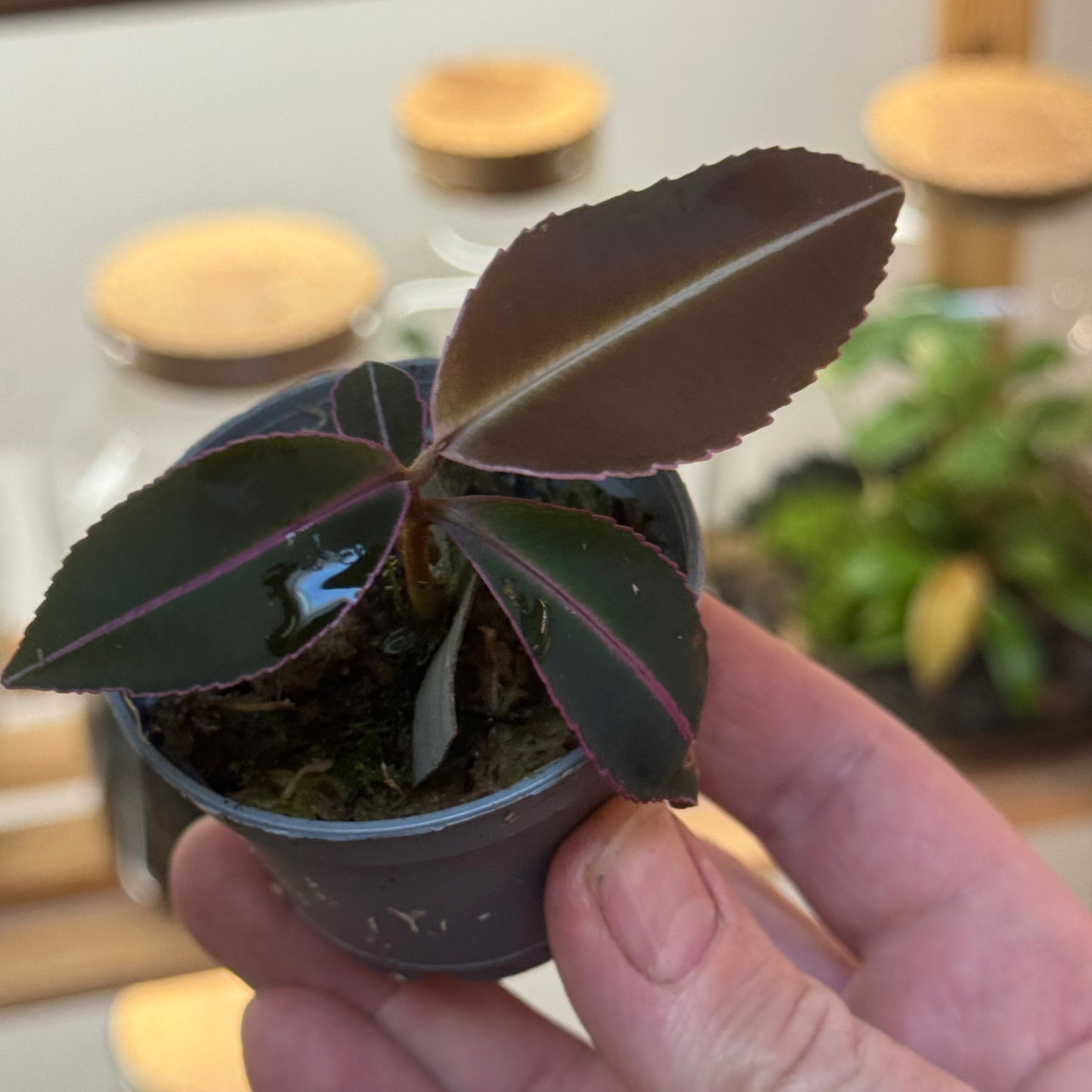 Labisia pumila Steckling | Malaiische Schmuckblattpflanze
