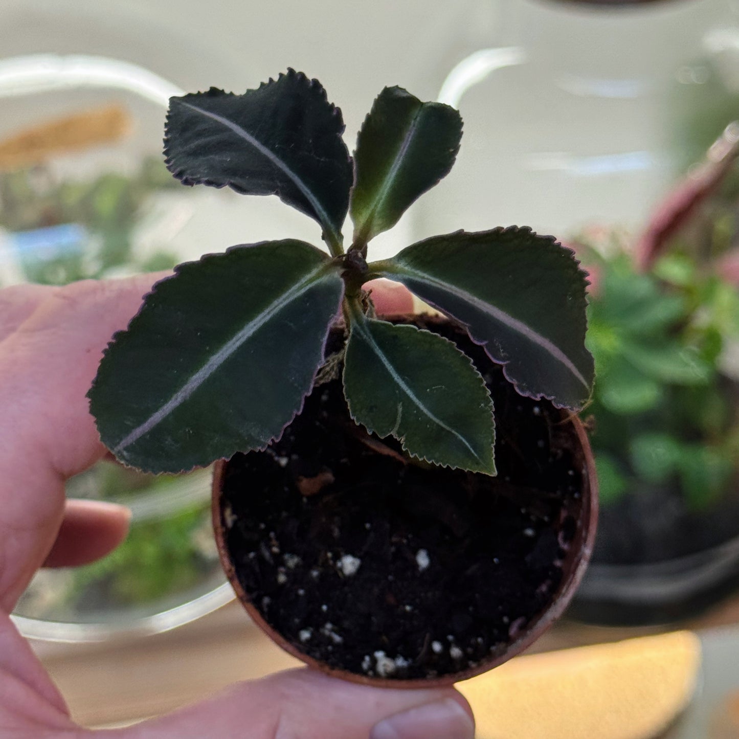 Labisia pumila | Malaiische Schmuckblattpflanze