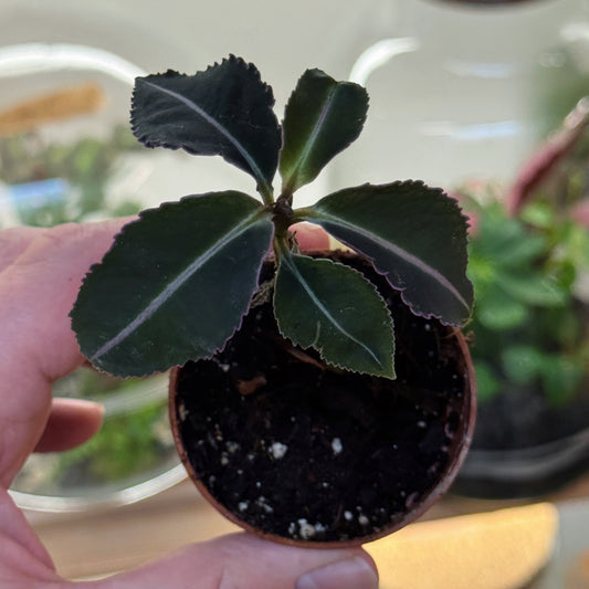 Labisia pumila | Malaiische Schmuckblattpflanze
