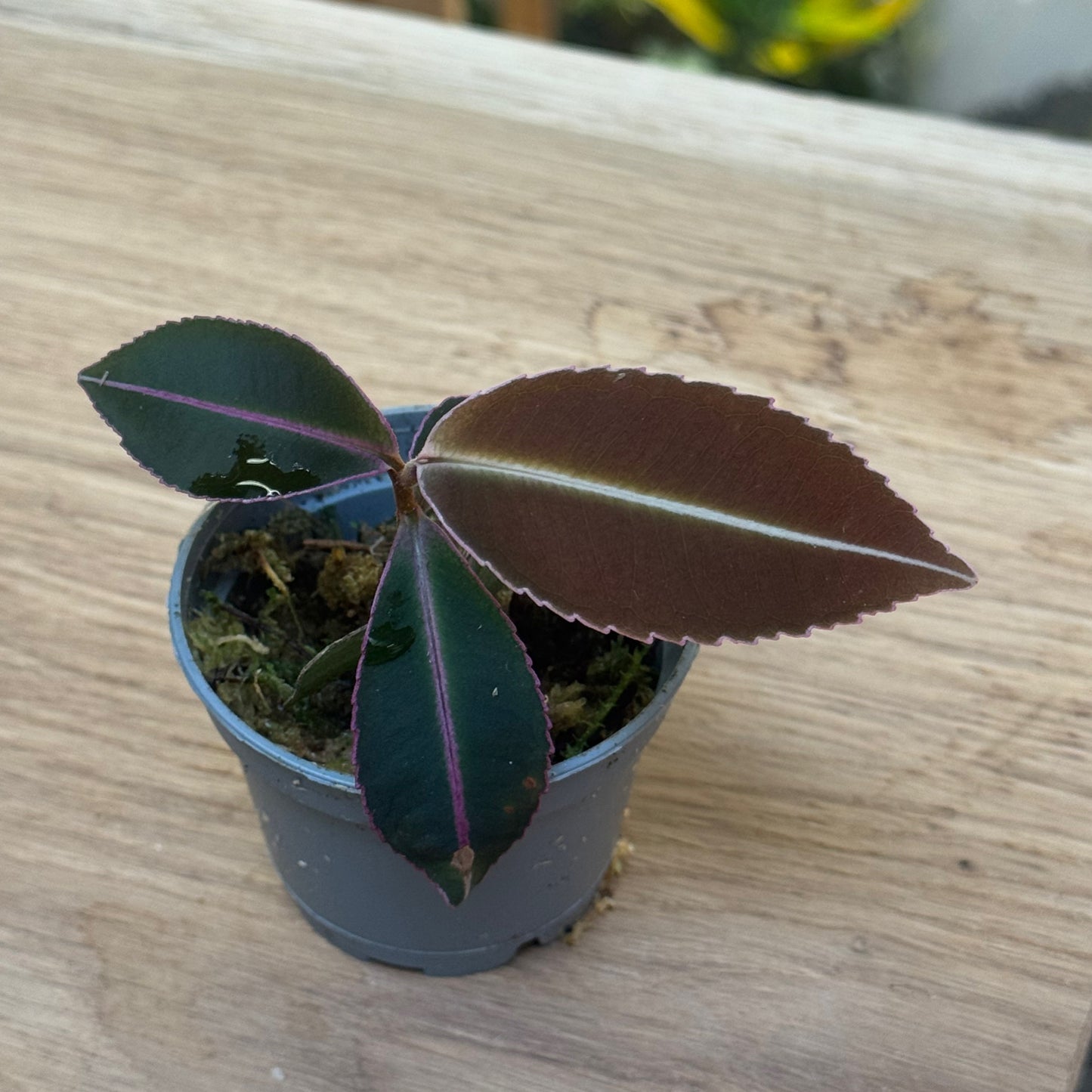 Labisia pumila Steckling | Malaiische Schmuckblattpflanze