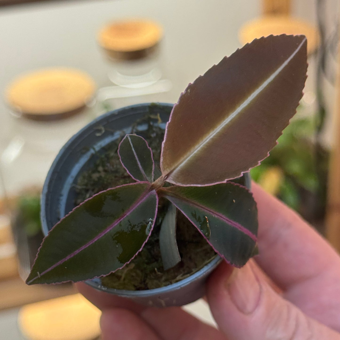 Labisia pumila Steckling | Malaiische Schmuckblattpflanze