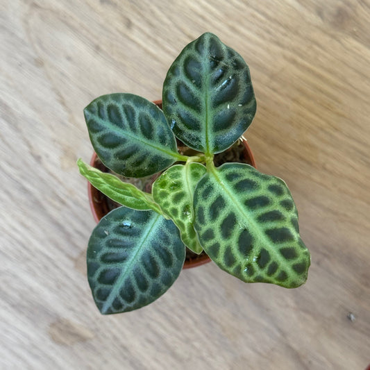 Labisia pumila 'Turtle Back' Steckling | Tropischer Schildblatt-Wunderstrauch