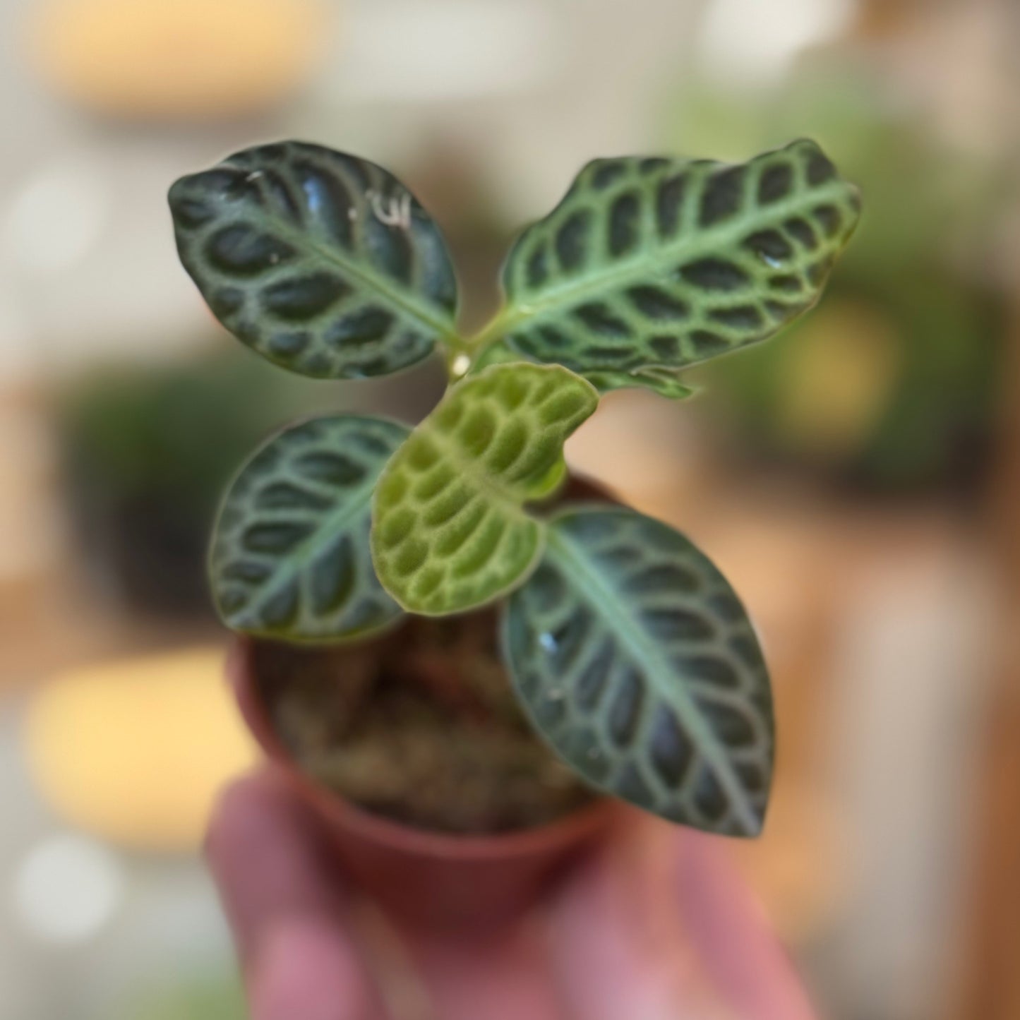 Labisia pumila 'Turtle Back' Steckling | Tropischer Schildblatt-Wunderstrauch