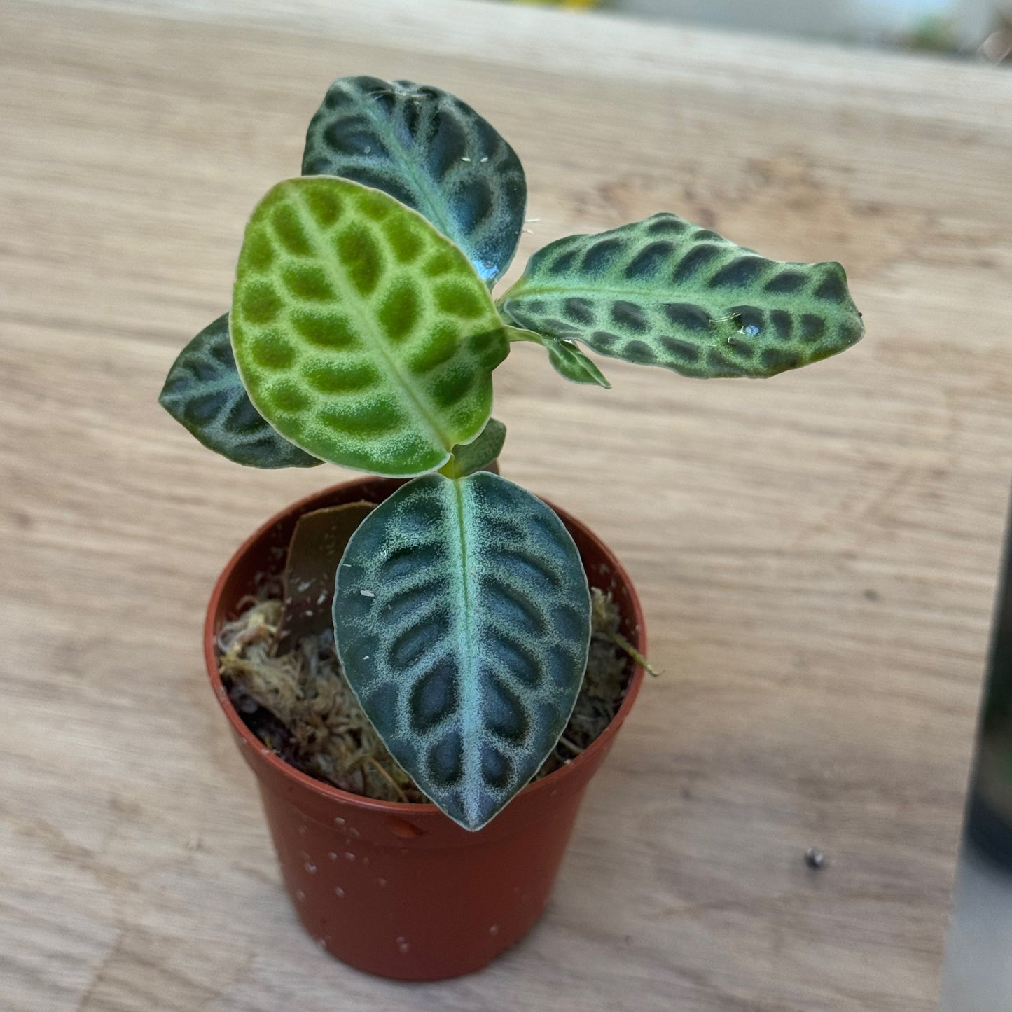 Labisia pumila 'Turtle Back' Steckling | Tropischer Schildblatt-Wunderstrauch