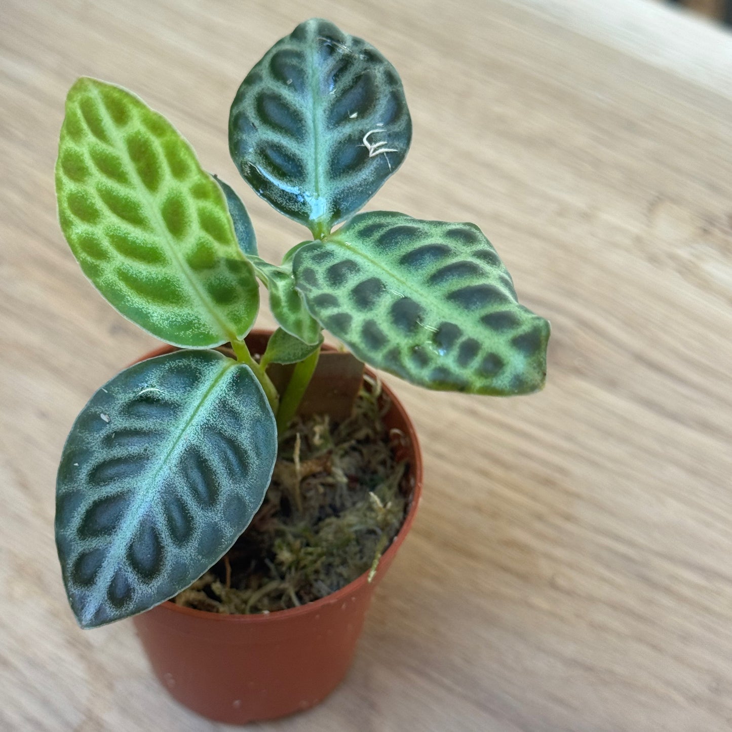 Labisia pumila 'Turtle Back' Steckling | Tropischer Schildblatt-Wunderstrauch
