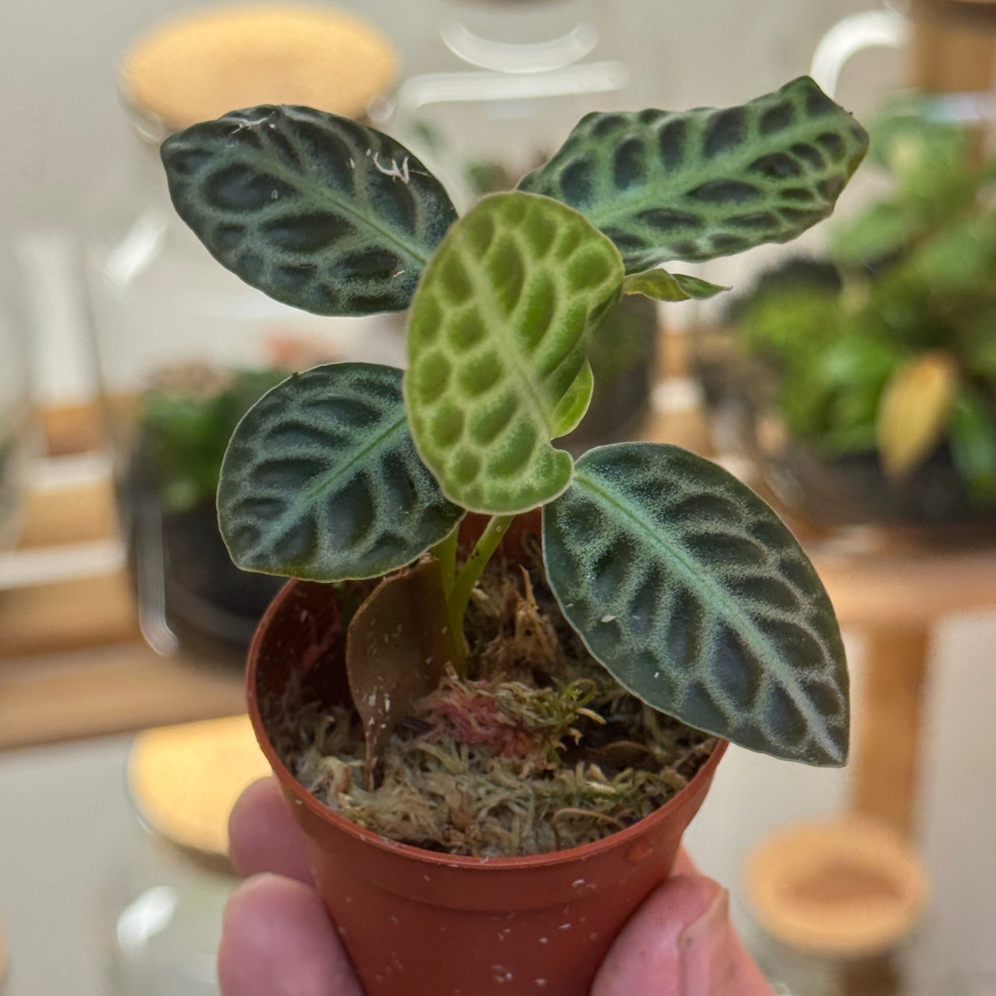 Labisia pumila 'Turtle Back' Steckling | Tropischer Schildblatt-Wunderstrauch