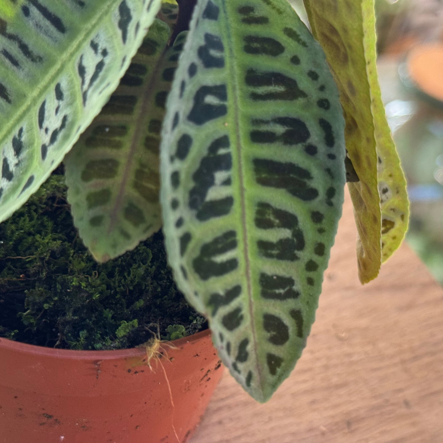 Labisia sp. 'No ID'
