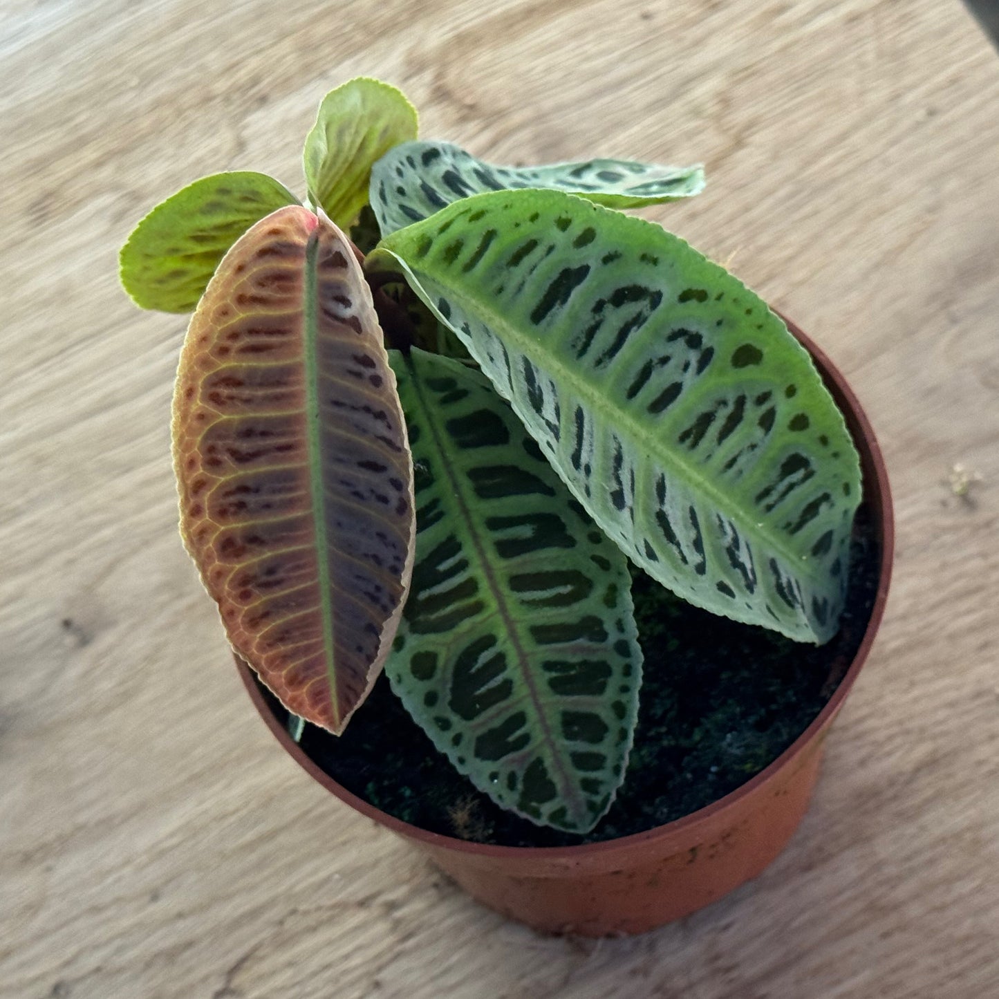 Labisia sp. 'No ID'