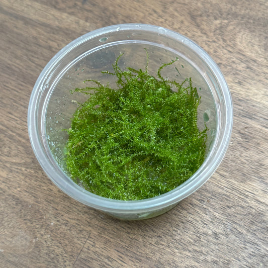 Leptodictyum riparium 'Stringy moss' | Invitro