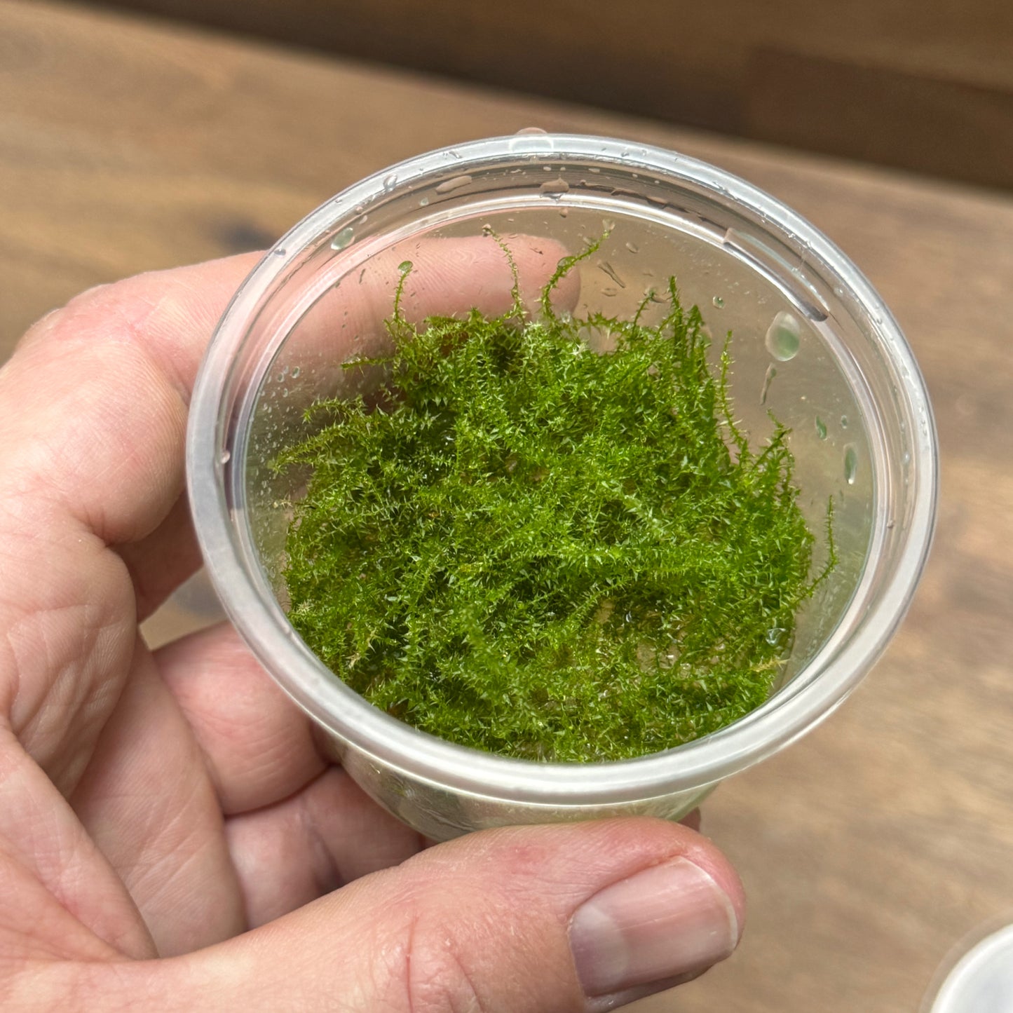 Leptodictyum riparium 'Stringy moss' | Invitro