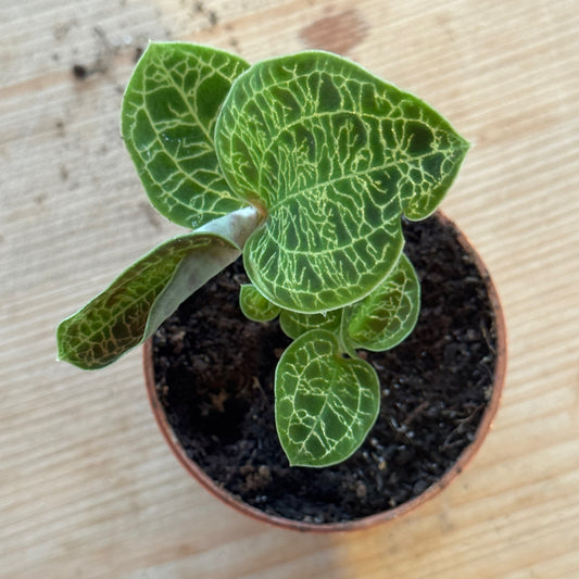 Macodes petola | Juwelorchidee