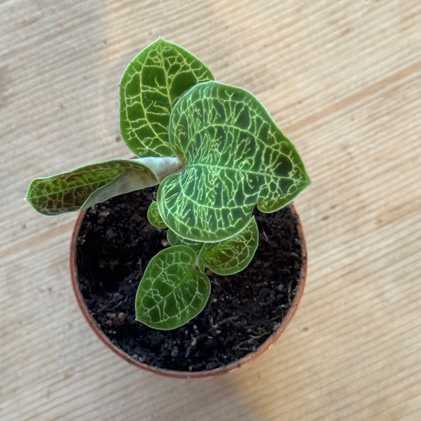 Macodes petola | Juwelorchidee