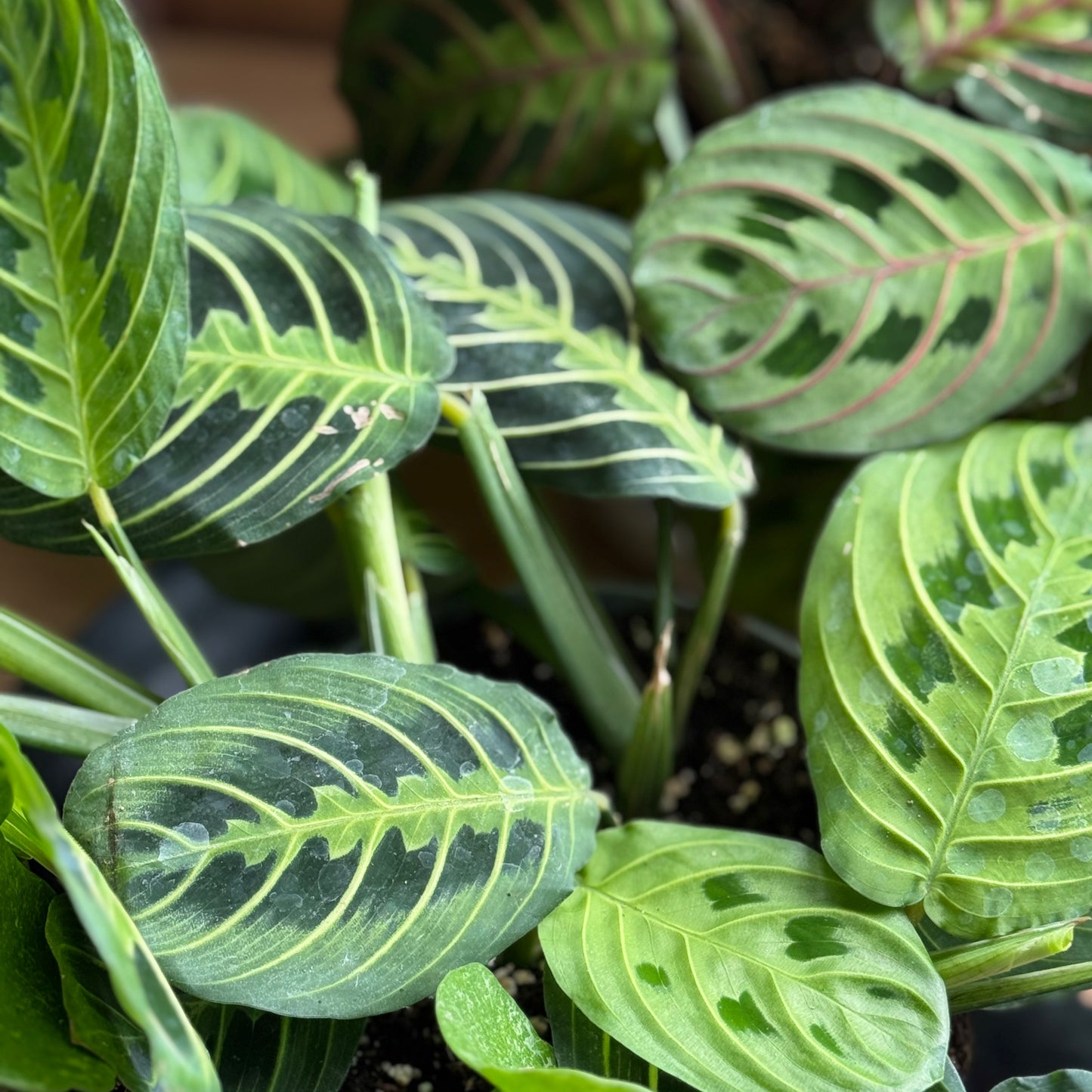 Maranta Mystery Plant