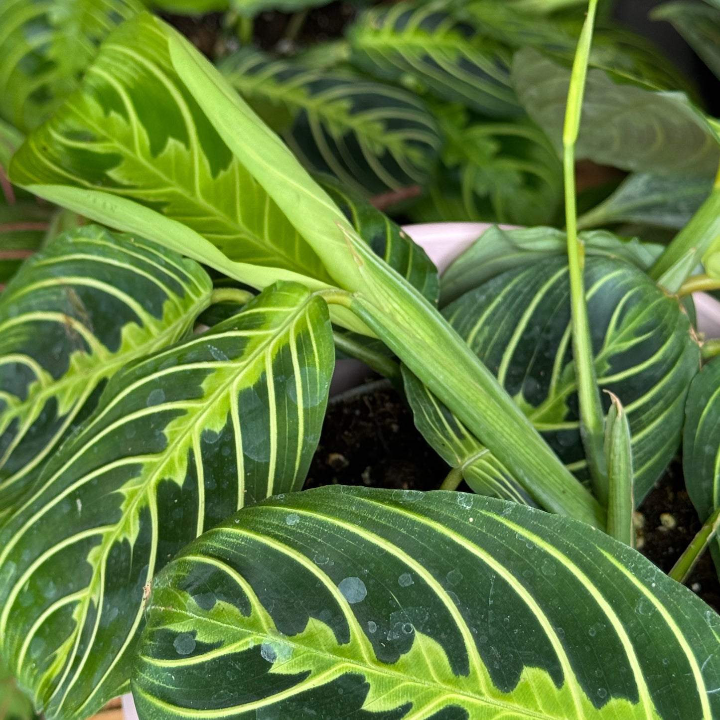 Maranta Mystery Plant
