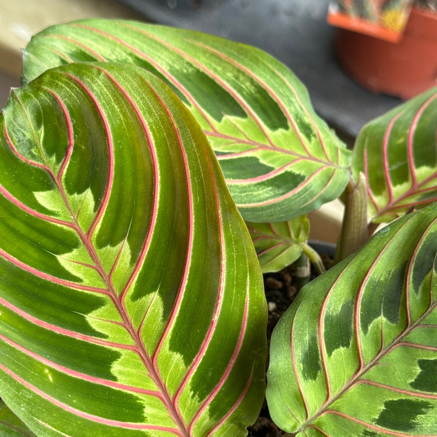 Maranta Mystery Plant