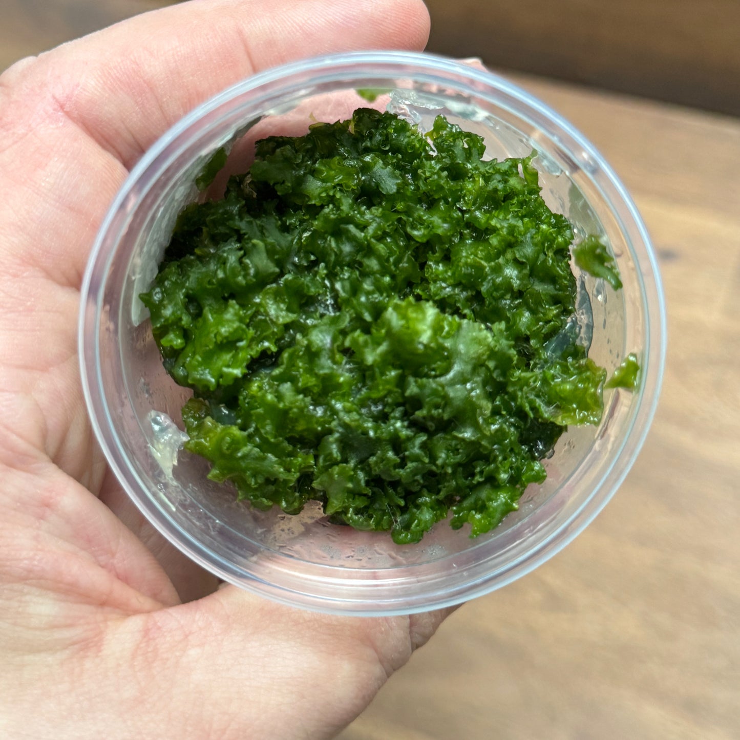 Monosolenium tenerum | Lebermoos | Invitro
