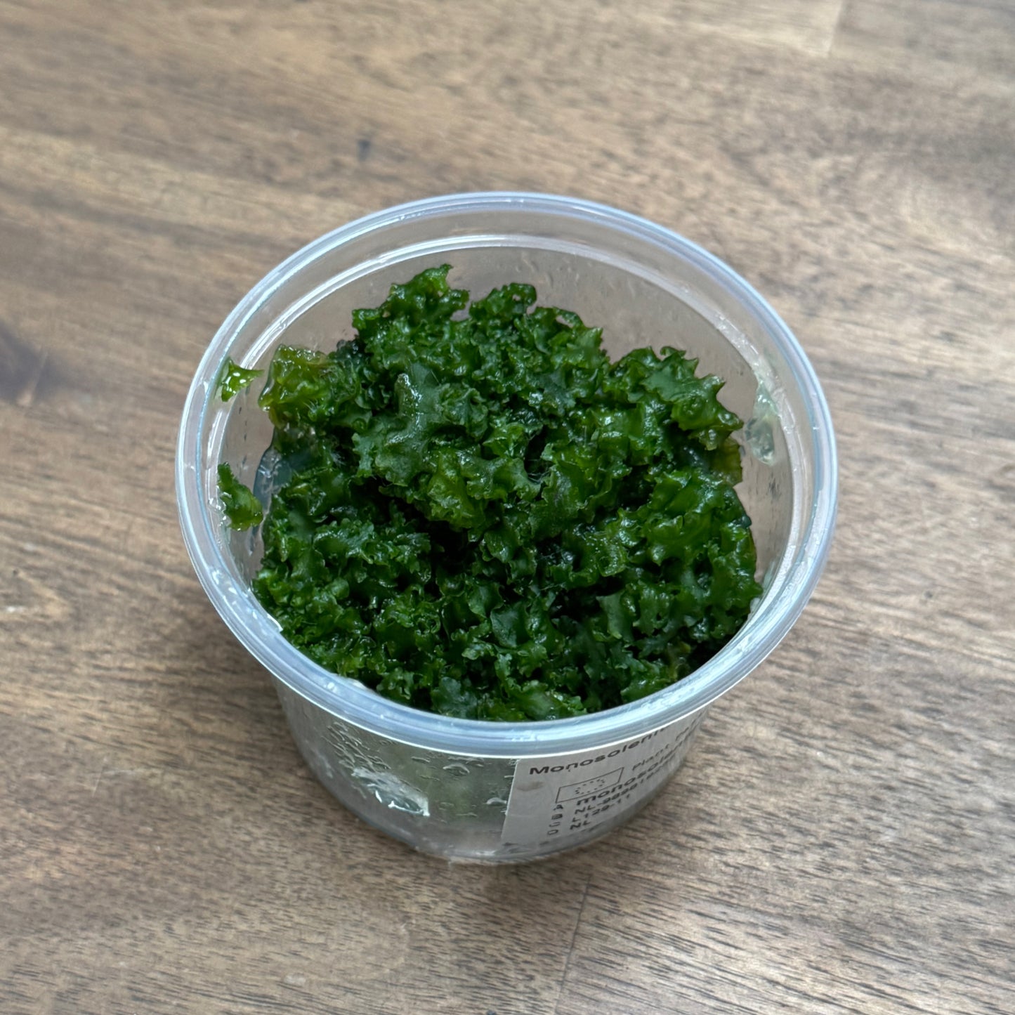 Monosolenium tenerum | Lebermoos | Invitro
