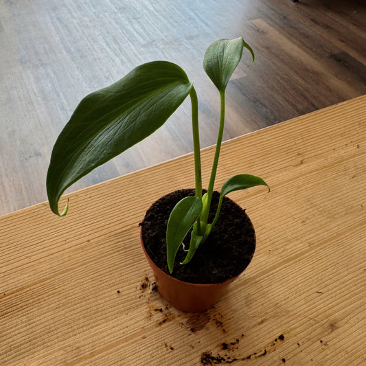 Monstera 'Burle Marx Flame'